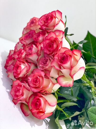 Розы Джумилия 25 роз 31 роза 51 роза