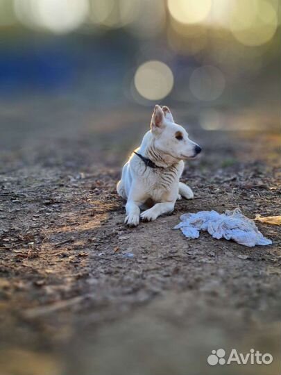 Собаки бесплатно в добрые руки