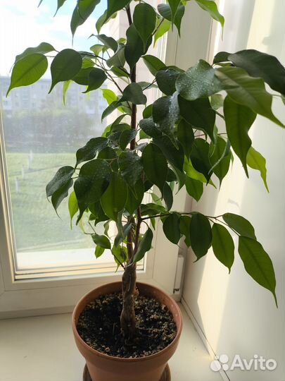 Фикус бенджамина