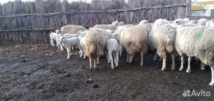 Матки с ягнятами