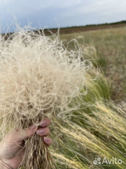 Стифа(ковыль)