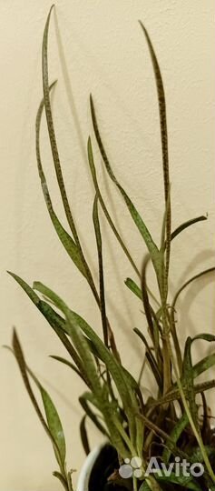 Диффенбахия Камилла, ледебурия