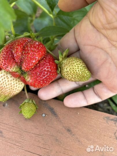 Саженцы клубники