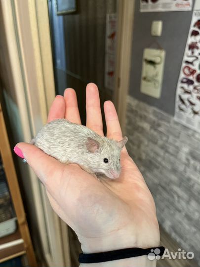 Мышь чалый самец