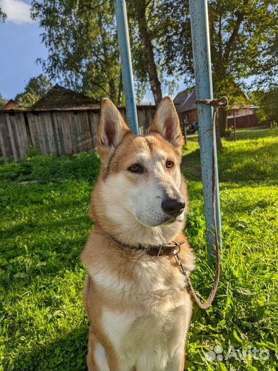 Корги переросток