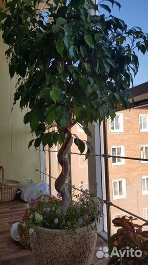 Фикус Бенджамина