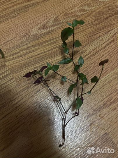 Традесканция фата невесты