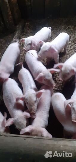 Домашние животные