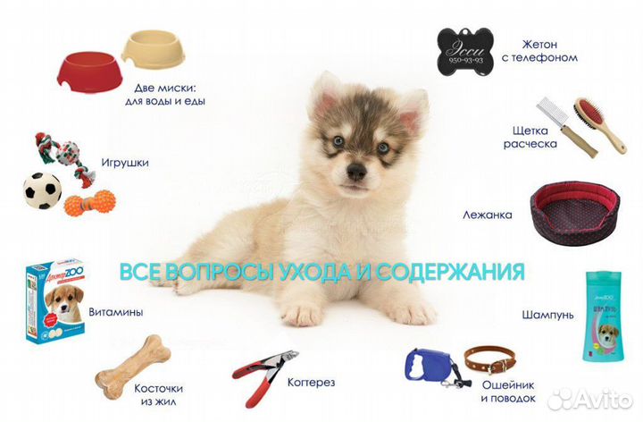 Кинолог. Дрессировка собак и воспитание щенков