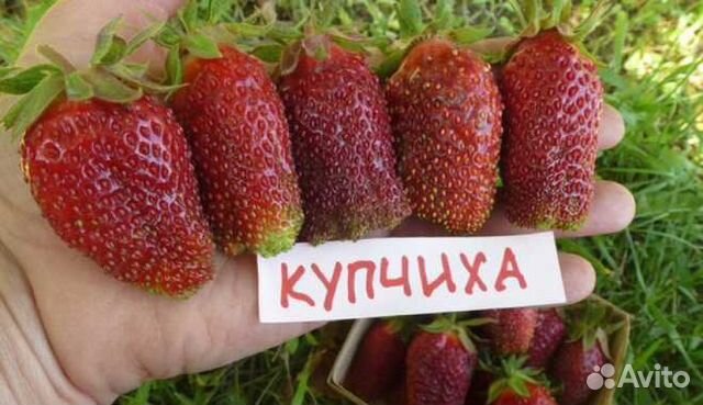 Рассада клубники купчиха купить в Саратове | Товары для дома и дачи | Авито