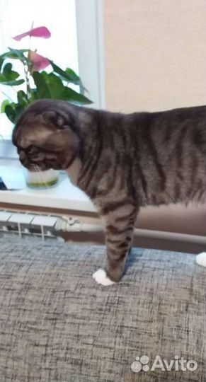 Вязка Шотландский фолд