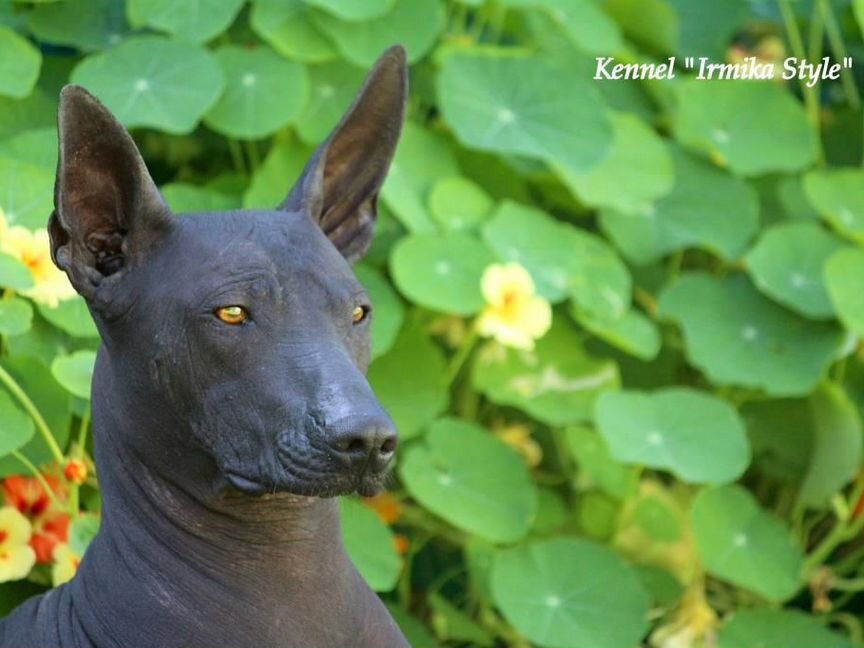 Большой размер. Ксоло Стандарт