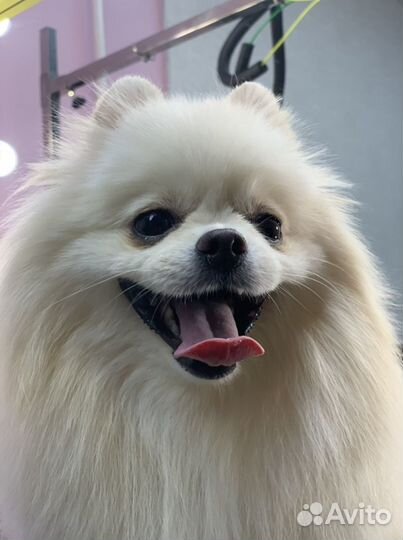 Груминг (стрижка собак и кошек)