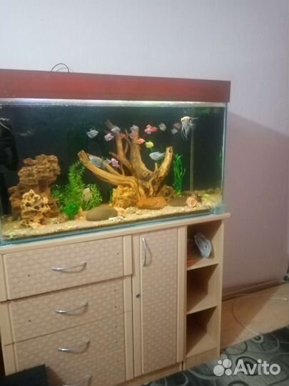 Аквариум