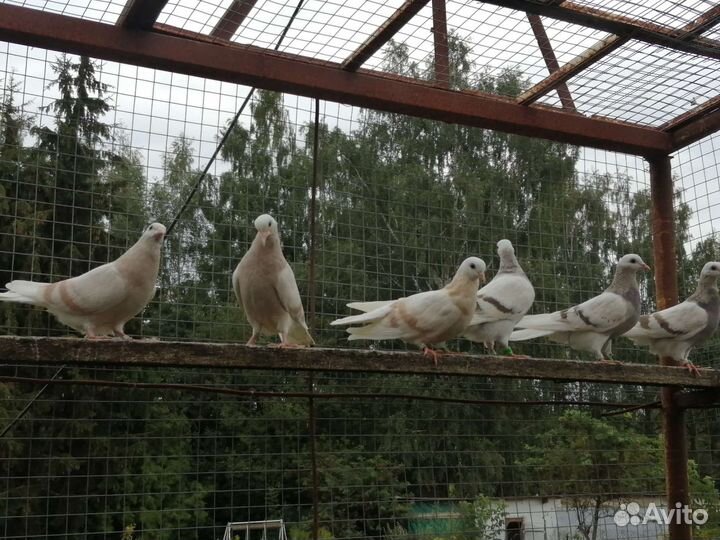 Голуби Пермские