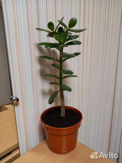 Денежное дерево Толстянка