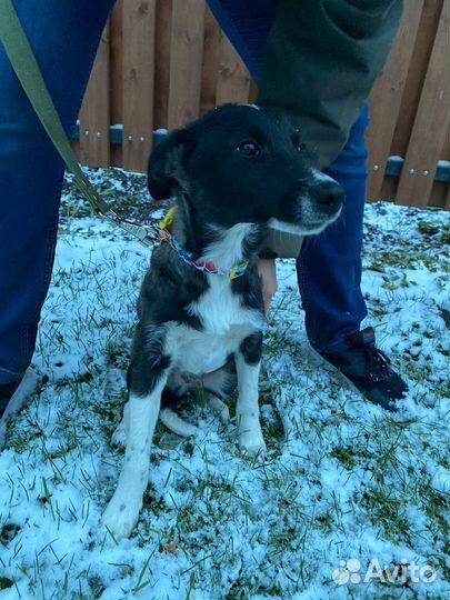 Щенок Рокки в добрые руки