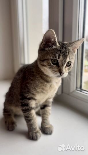 Кошка в дар