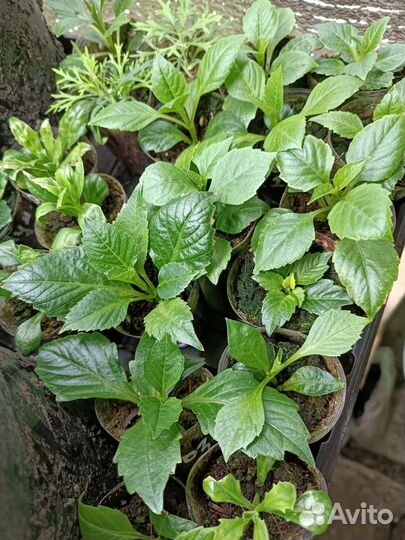 Вегетативная петуния и др