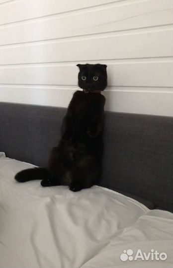 Шотландская вислоухая кошка