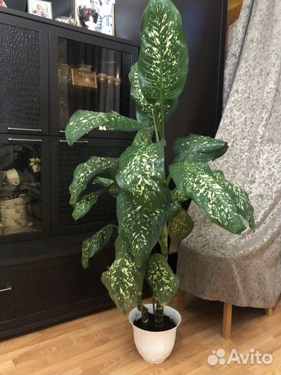 Диффенбахия