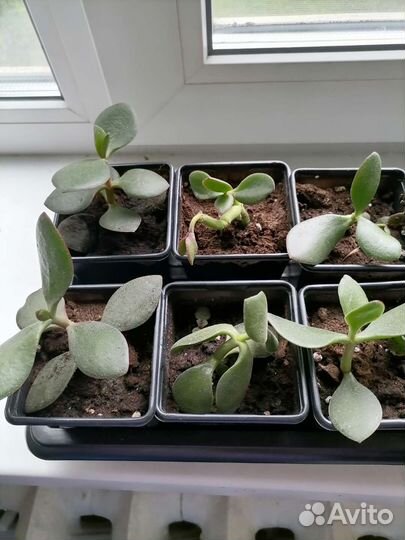 Толстянка, денежное дерево