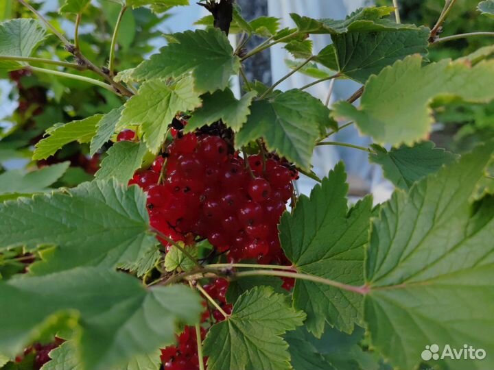 Смородина красная