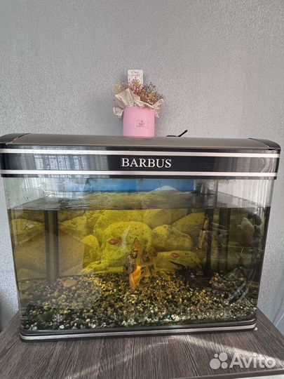 Аквариумные рыбки