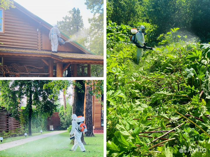 Обработка участка от клещей, кротов и мышей