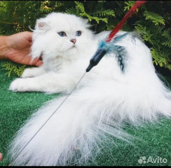 Длинношерстный кот вязка ns1233