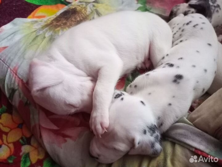 Продаются щенки далматина