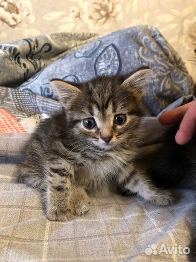 Котята отдам бесплатно