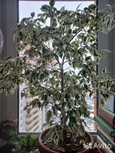 Фикус бенджамина пестролистный