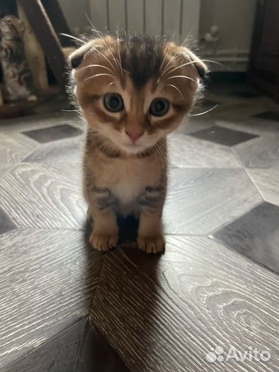 Курильский бобтейл