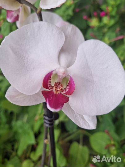 Сортовая Орхидея Фаленопсис - 7