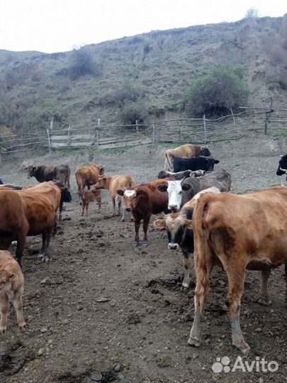 Коровы с телятами