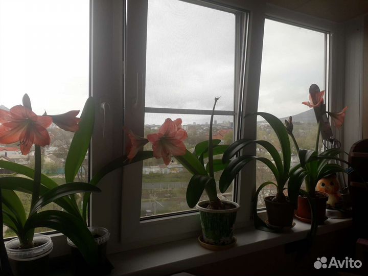 Гиппиаструм