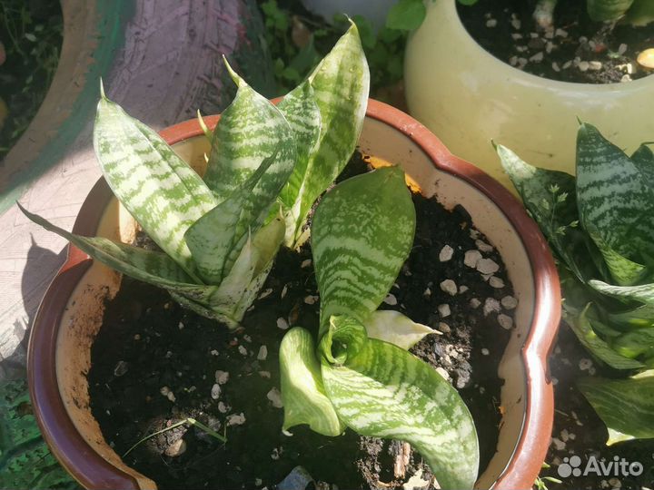 Комнатные цветы