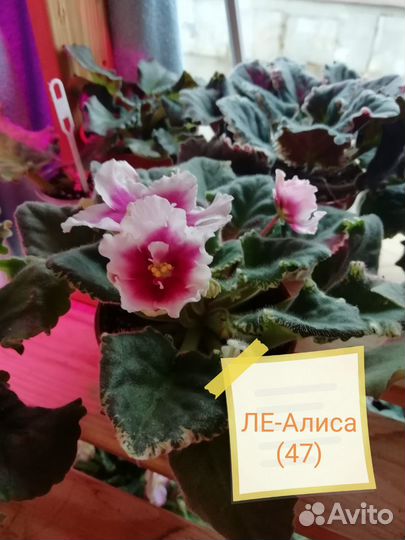 Сортовые фиалки