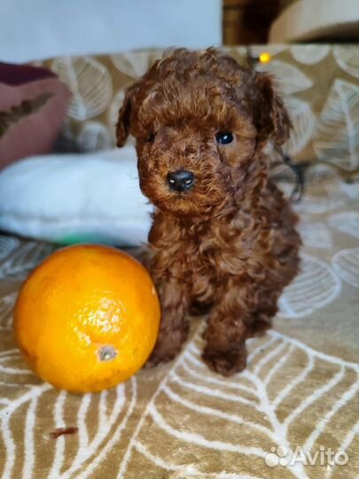 Той-пудель тикап ред браун