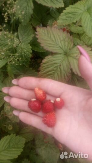 Усы клубники