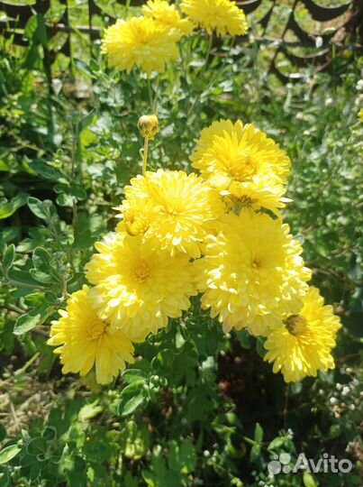 Хризантема