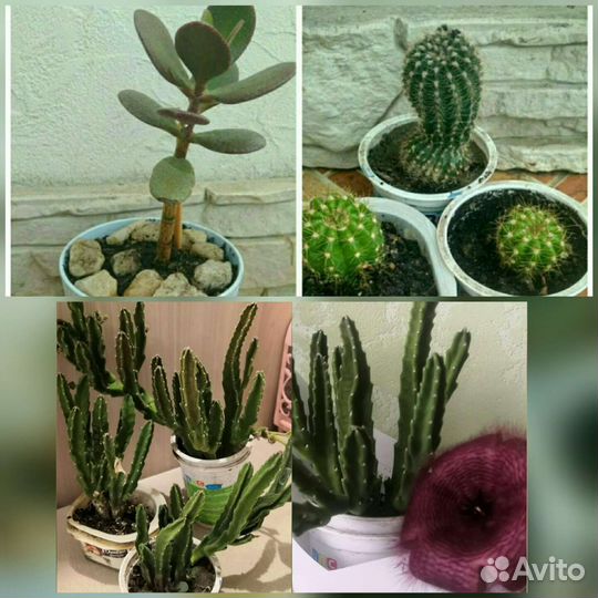 Суккуленты разные