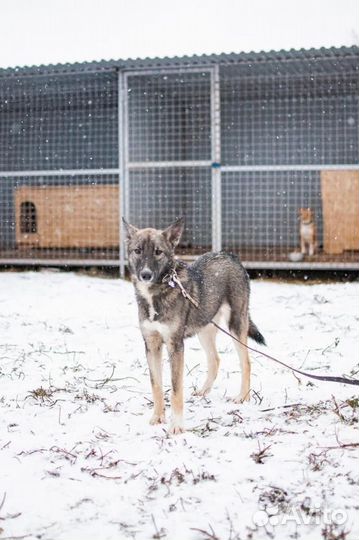 Собака в добрые руки отдам бесплатно