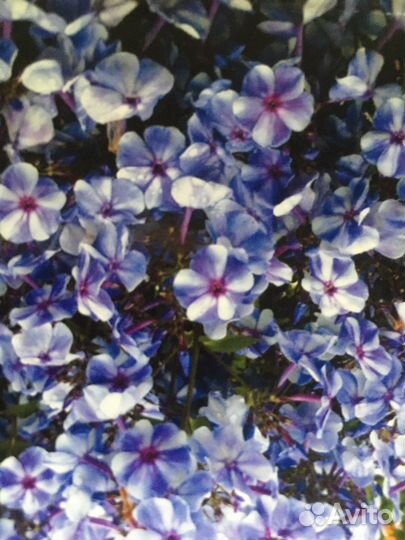 Многолетний флокс Гжель