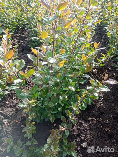 Кизильник блестящий со своего участка