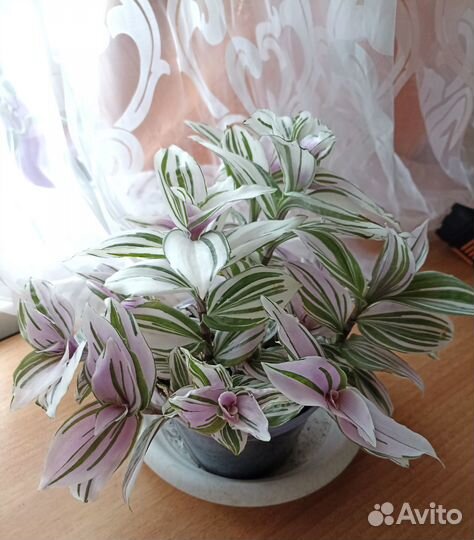 Традесканция