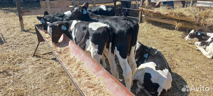 Бычки и телята