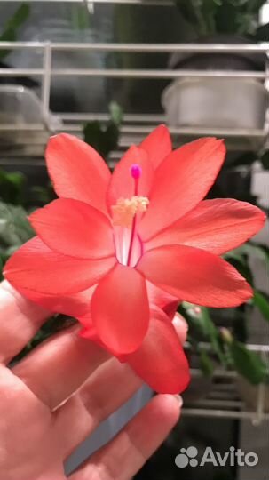 Набор укорененных шлюмбергер