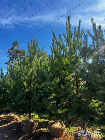 Ели и сосны 2,5 метра